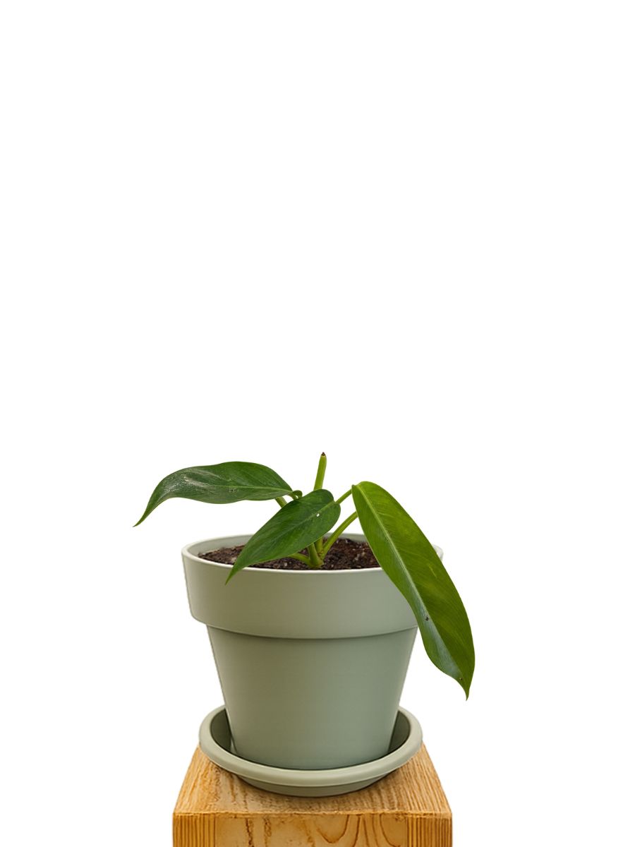 Kit de plantation 16 Vert